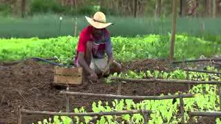 Caminhos da Reportagem  Agricultura familiar [upl. by Rawden]