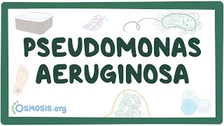 Pseudomonas aeruginosa  an Osmosis Preview [upl. by Barrow]