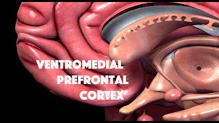 Ventromedial Prefrontal Cortex [upl. by Annmarie]