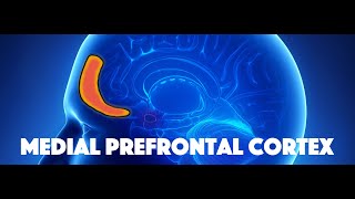 Medial Prefrontal Cortex [upl. by Pell]