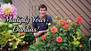 Grow Dahlias From CUTTINGS Easy Propagation Method 🌺 [upl. by Harwin169]