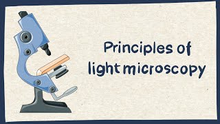 Light microscopy for beginners  Biology tutorial [upl. by Cir]