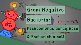 Gram Negative Bacteria Pseudomonas aeruginosa and Escherichia coli [upl. by Brightman]