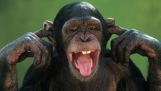 Arent monkeys just the funniest  Funny monkey compilation [upl. by Timothea]