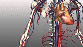 Veins of the body  PART 1  Anatomy Tutorial [upl. by Maryellen]