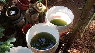 How to grow Green Water Algae [upl. by Maurizia]