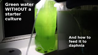 Green Water WITHOUT a Starter Culture  From Scratch  How To [upl. by Viafore]