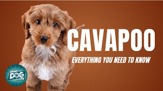 Cavapoo Dog Breed Guide  Dogs 101  CavapooCavoodle [upl. by Ecyac]