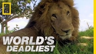 Lion vs Lion  Worlds Deadliest [upl. by Ettigirb]