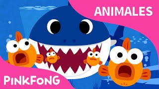 Tiburón Bebé  Animales  PINKFONG Canciones Infantiles BabySharkSpanish [upl. by Alansen]