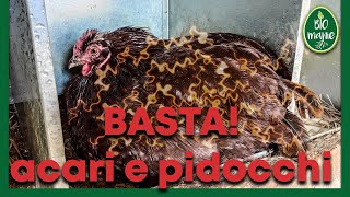 Come ELIMINARE PIDOCCHI e ACARI dal pollaio [upl. by Ekram677]