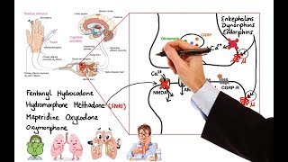 Pharmacology  OPIOIDS MADE EASY [upl. by Aniram826]