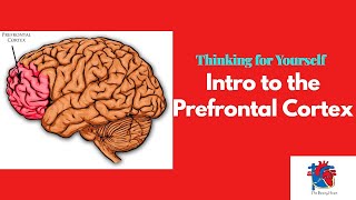 Intro to the Prefrontal Cortex [upl. by Sackey785]