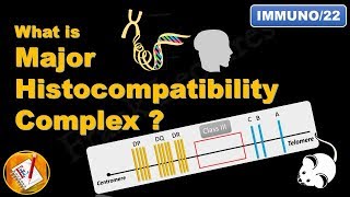 Major Histocompatibility Complex MHC FLImmuno22 [upl. by Odelet]