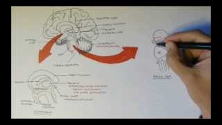 Brain Anatomy Overview  Lobes Diencephalon Brain Stem amp Limbic System [upl. by Araihc911]