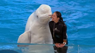 Beluga Whale Show At Yokohama Hakkeijima Sea Paradise 【4K】 [upl. by Haymo]