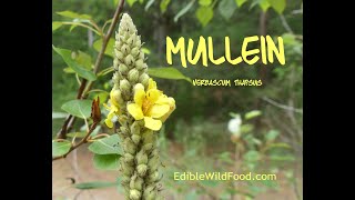 Mullein  Edibility Medicinal Uses Tea amp Identification Via Flowers Habitat Leaves [upl. by Isadore957]