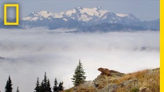 Marmots of Olympic National Park  Americas National Parks [upl. by Farrica]