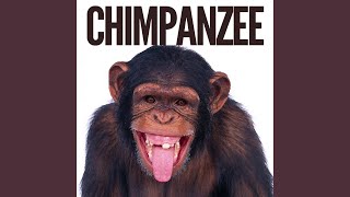 Chimpanzee Monkey Sound Effect Ringtone [upl. by Atinev]