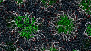 Micelle formation through molecular selfassembly [upl. by Eecak]