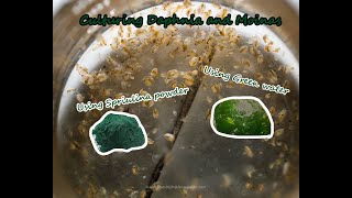 How To Culture Daphnia and Moinas using Green Water Spirulina powder [upl. by Ainig]