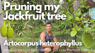 Pruning my Jackfruit tree  Artocarpus heterophyllus [upl. by Tillman307]