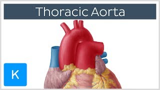 Thoracic Descending Aorta Anatomy amp Branches  Kenhub [upl. by Yttik376]