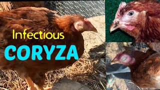 Infectious coryza [upl. by Sivla]