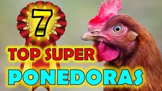 Las 7 Razas de Gallinas MAS PONEDORAS Del Mundo Actualmente ¡ ¡ ¡ ¡ 💖👍 la gallina ponedora para ti [upl. by Kele]