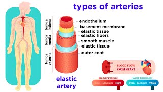 The Circulatory System Part 2 Blood Vessels [upl. by Anyl15]