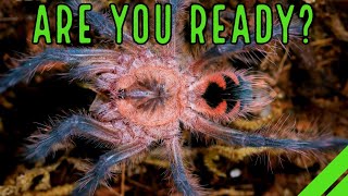 YOUR 1st Tarantula  What To Expect When YOURE Expecting a Spider [upl. by Deering]