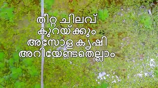 തീറ്റ ചിലവ് കുറയ്ക്കും അസോള കൃഷി അറിയേണ്ടതെല്ലാം  Azolla farming Asola Malayalam [upl. by Olympe]