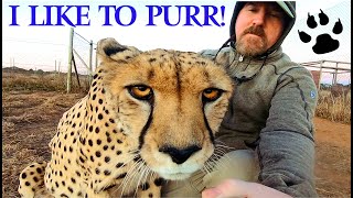 James The African Cheetah Cant Stop Purring Near People  Big Cat Loves Attention amp Company 🐆🧎‍♂️ [upl. by Nimajneb422]