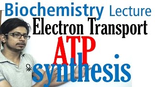 Electron transport chain and ATP synthesis [upl. by Nameerf406]