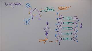 Réplication ADN  2 Détails moléculaires [upl. by Eenerb]