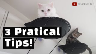 3 Practical Tips For Living With Cats In Studio Apartments [upl. by Octave831]