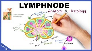 LYMPH NODE Anatomy amp Histology Simplified  Lymphatic System [upl. by Joy]