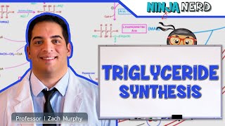 Metabolism  Triglyceride Synthesis [upl. by Signe288]