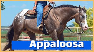 About The Appaloosa Horse  DiscoverTheHorse [upl. by Oona]