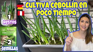 Cómo cultivar cebollín en casa y que nunca falte en tu cocina [upl. by Hermia93]