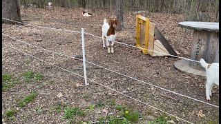 Easy Electric Fencing Solutions For Goats [upl. by Aimit42]