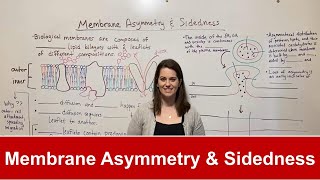 Membrane Asymmetry and Sidedness [upl. by Erda393]