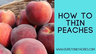 How To Thin Peaches To improve fruit size and sweetness [upl. by Yenettirb]