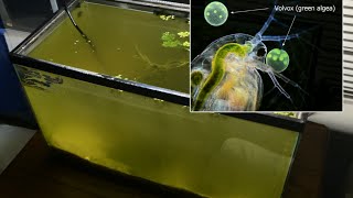 Raising Daphnia for the Freshwater Aquarium [upl. by Einahc]