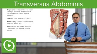 Transversus Abdominis – Anatomy  Lecturio [upl. by Arretak647]