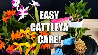 How to Care for Cattleya Orchids  Watering Repotting Reblooming amp more Orchid Care for Beginners [upl. by Aniham]