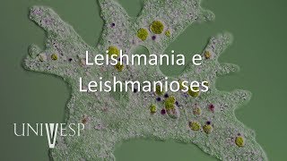 Parasitologia  Aula 08  Leishmania e Leishmanioses [upl. by Nnyltak114]