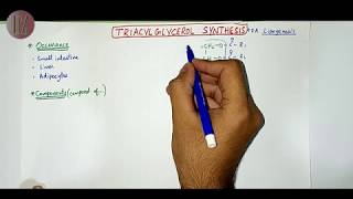 Triacylglycerol Synthesis  Lipid Metabolism  Doctor Z [upl. by Halika]