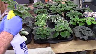 African VioletsSystemic treatment for thrips spider mites aphids mealy bugs [upl. by Winola]