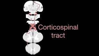 Corticospinal tract [upl. by Ari145]